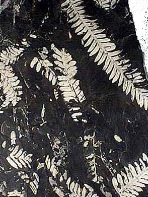 Amazon.co.jp: SCIENCE シダ植物化石 Fossil Plants アレソプテリス